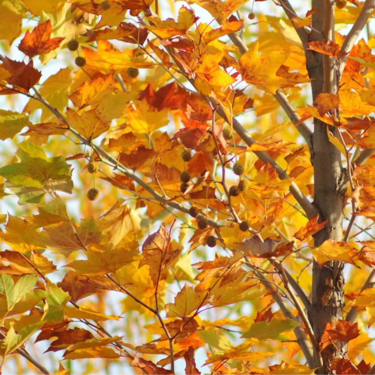 Autumn tree with bright yellow and orange leaves against a softly blurred background