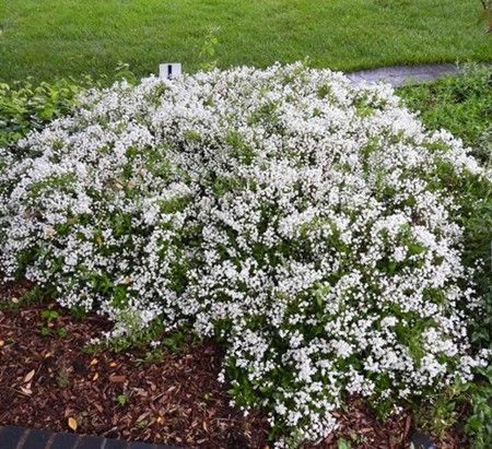 White flowering shrub in a landscaped garden beside grass and mulch.