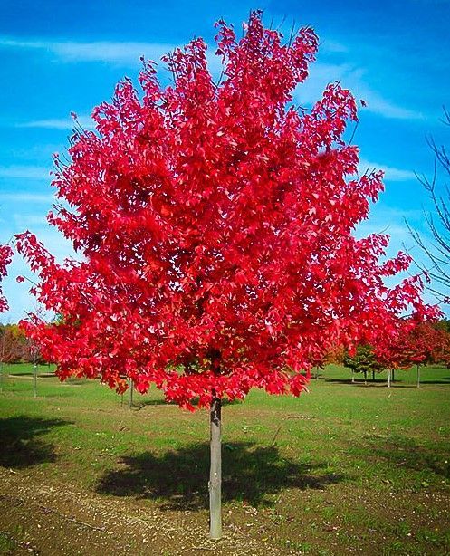 Bright red autumn tree in a grassy park under a blue sky