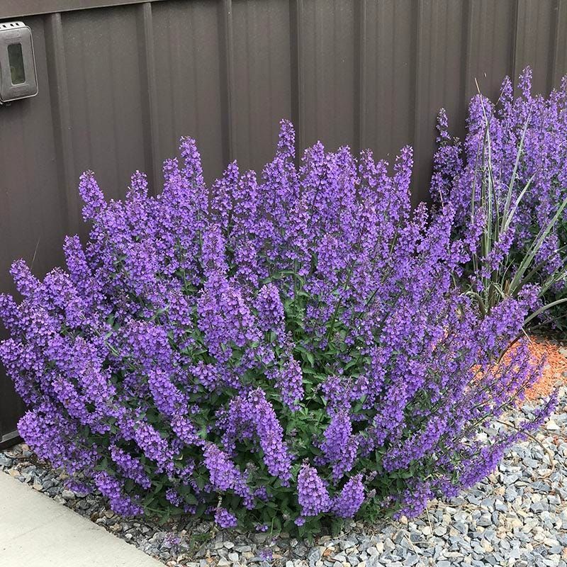 Purple flowering shrub in a gravel garden beside a dark fence