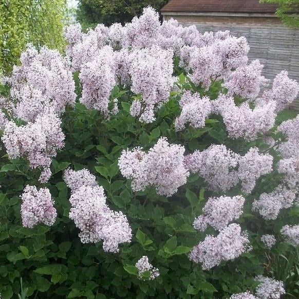 Bush with dense clusters of pale pink flowers in a garden, with a wooden fence in the background
