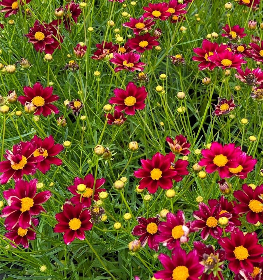 Bright red and yellow wildflowers blooming in a green meadow