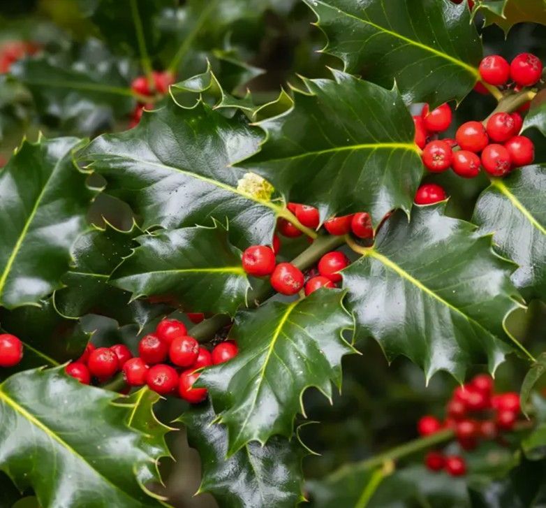 Glossy green holly leaves with clusters of bright red berries