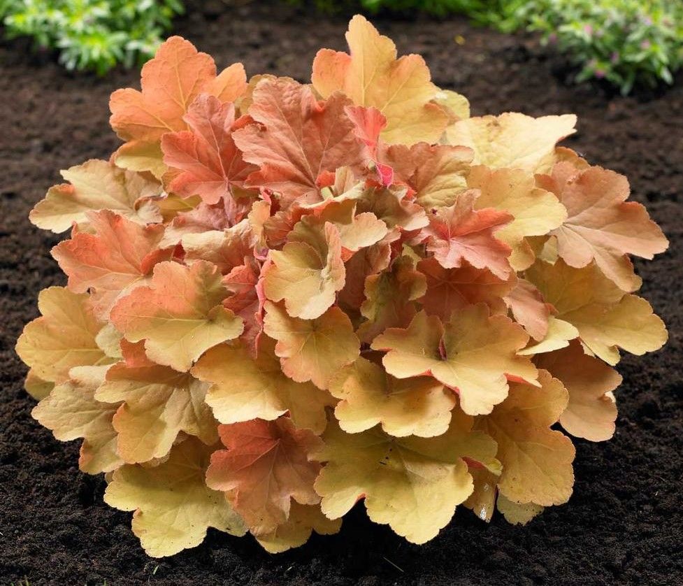 Cluster of peach and coral heuchera leaves in a garden bed