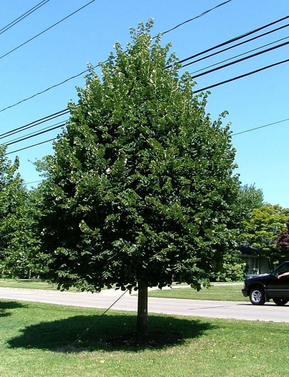Leafy green tree by a road, with power lines overhead and a parked truck in the background.