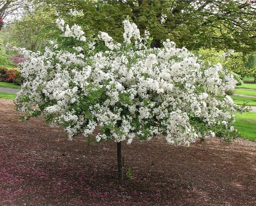 White flowering tree in a park, covered in blossoms with a mulched ground beneath.