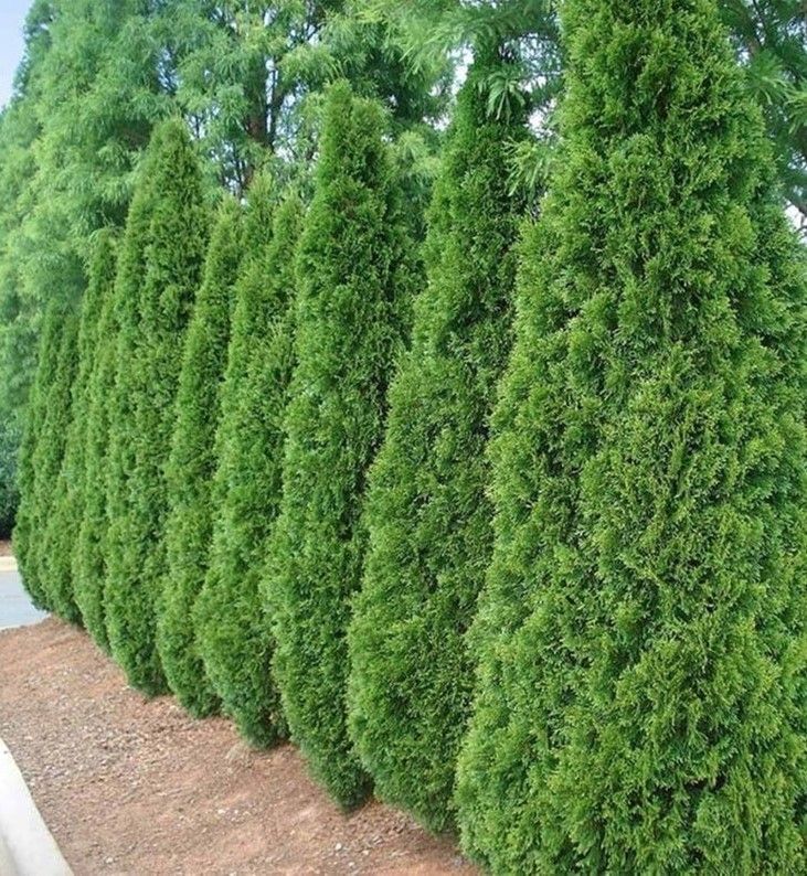 Row of tall green evergreen shrubs lining a garden path