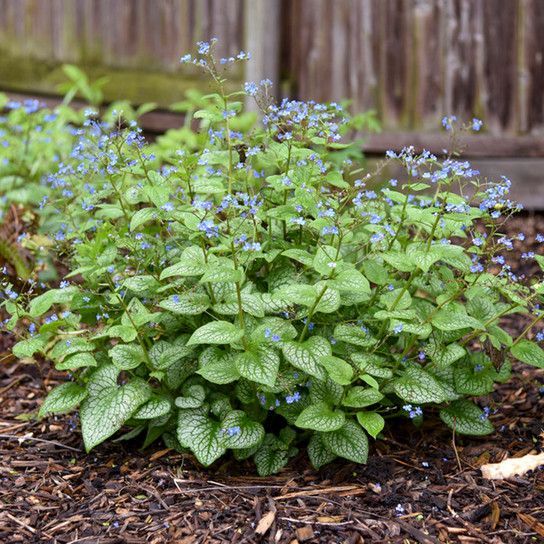 Dense green herb with small blue flowers in a garden bed, with a wooden fence in the background