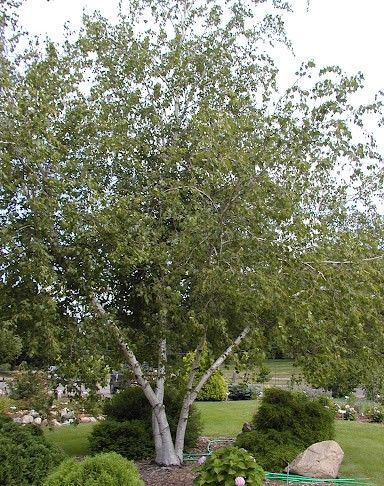A leafy tree with a light trunk in a landscaped garden beside rocks and shrubs.