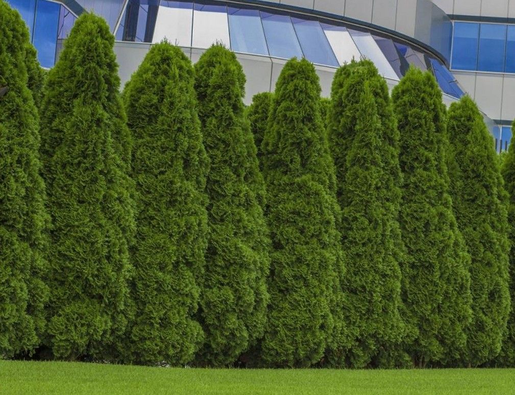 Row of tall evergreen hedges in front of a modern glass building, with green grass in the foreground