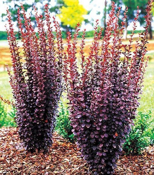 Two dark purple ornamental plants with tall spiky flower spikes in a sunny garden bed