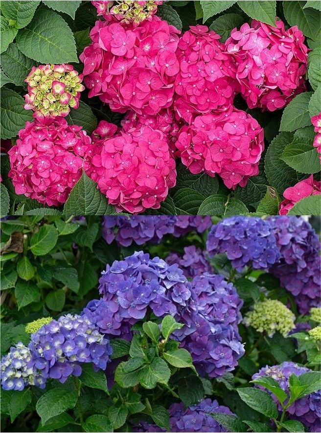 Pink and purple hydrangea blossoms with green leaves in a garden