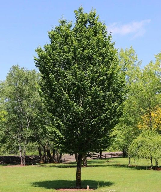 Tall leafy tree in a sunny park with green grass and other trees in the background