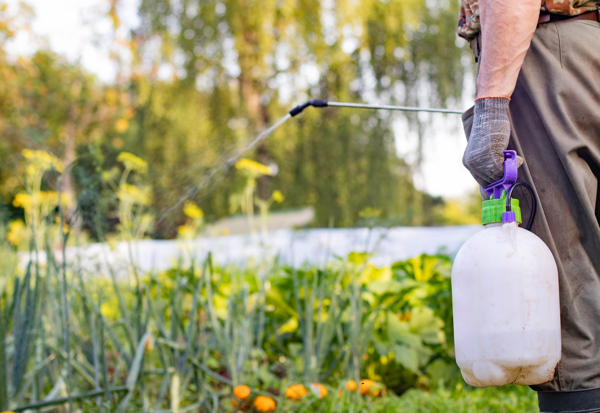Gardener spraying plants with a handheld sprayer in a lush garden, applying treatment.