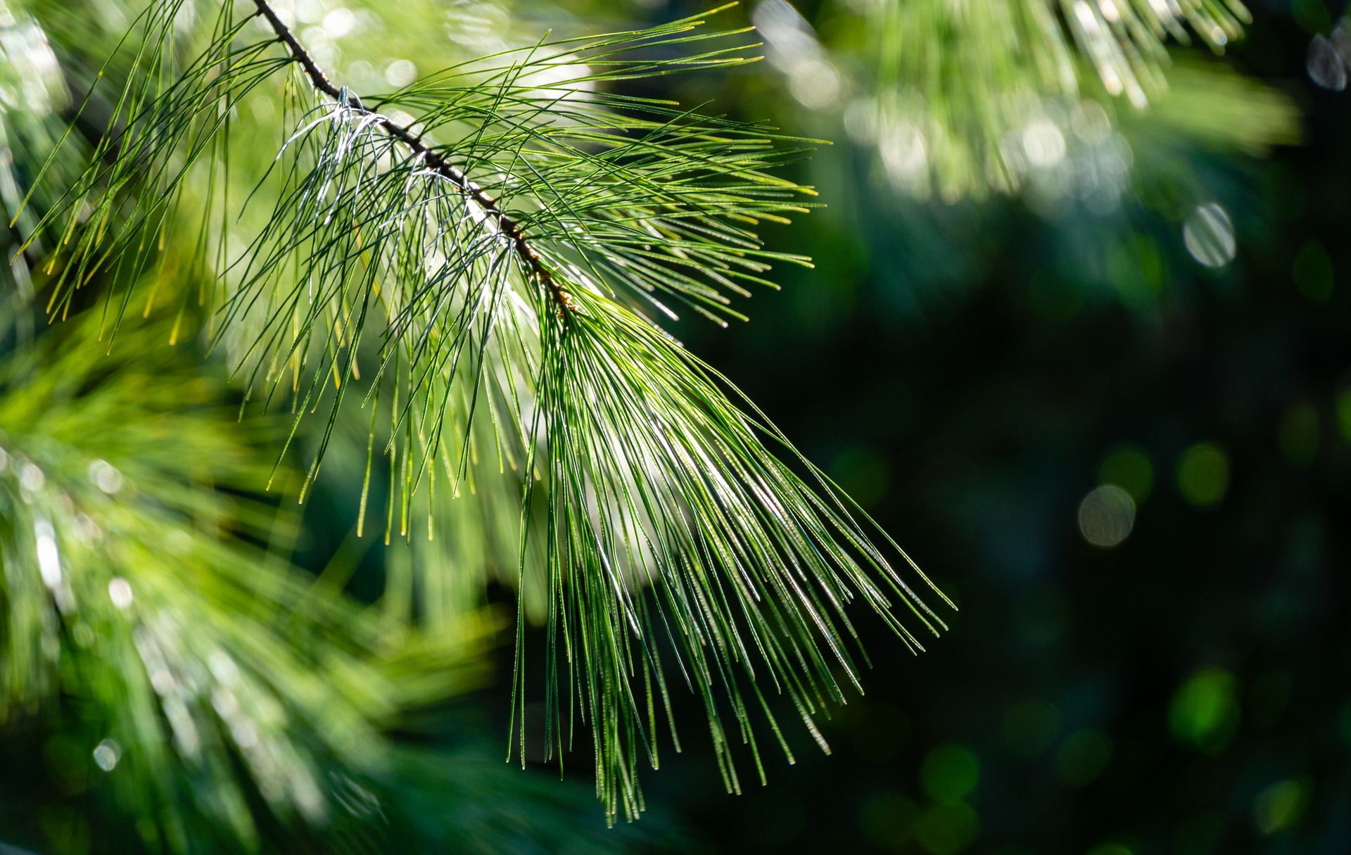 Close-up of green pine needles with sunlight bokeh in the background Close-up of green pine needles with sunlight bokeh in the background