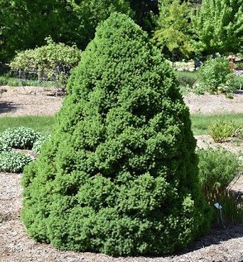 Conical evergreen shrub in a garden bed, surrounded by mulch and other plants
