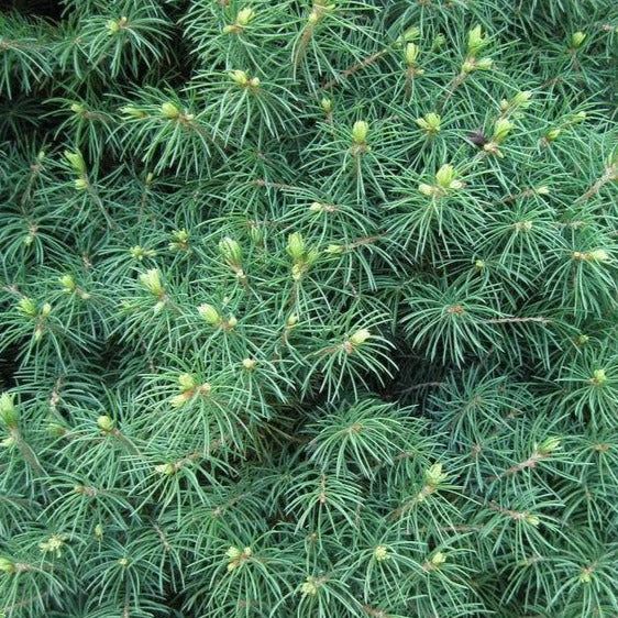 Dense green foliage with many small yellow flower buds