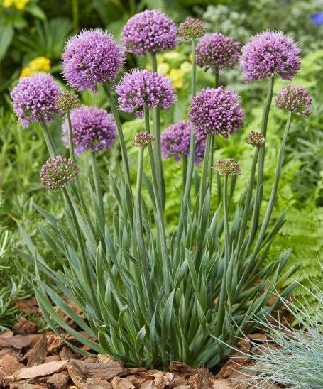 Purple allium flowers with round blooms and green stems in a garden bed