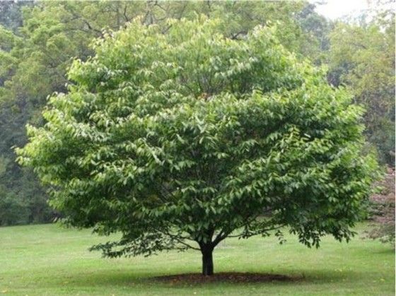 Lush green tree with a broad canopy standing alone in a grassy park