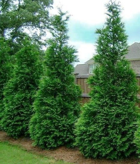 Three tall evergreen shrubs in a landscaped yard with a house in the background