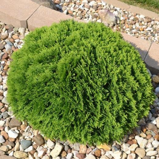 Round green shrub in a rock garden beside a brick border