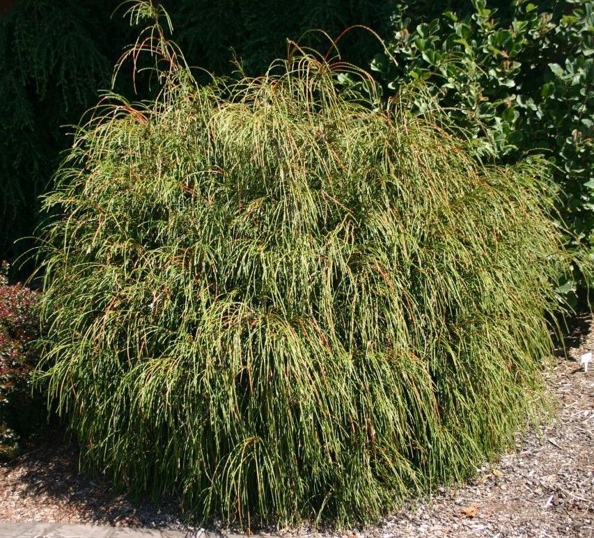 Dense green ornamental shrub with long, drooping leaves in a garden bed