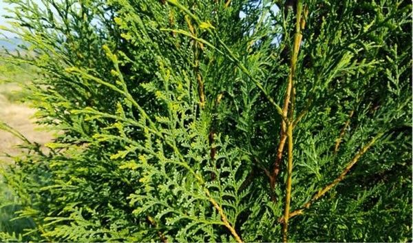 Green evergreen shrub with dense, feathery foliage filling the frame