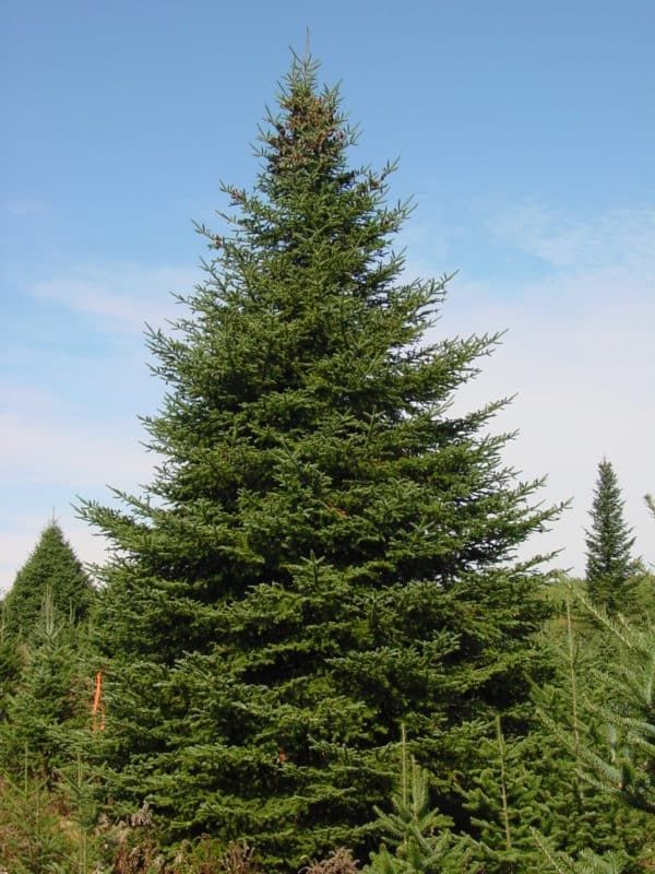 Tall evergreen tree against a blue sky in a grassy field