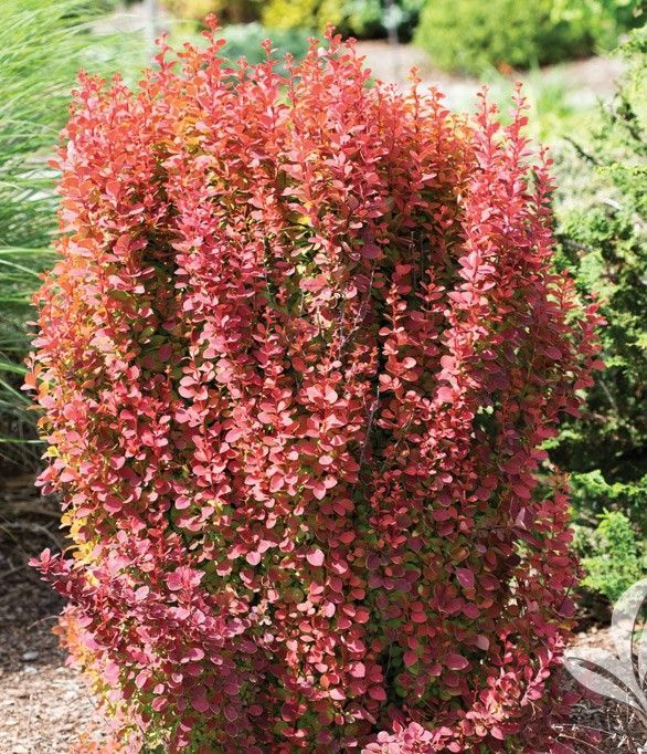 Dense red-leafed shrub in a garden setting