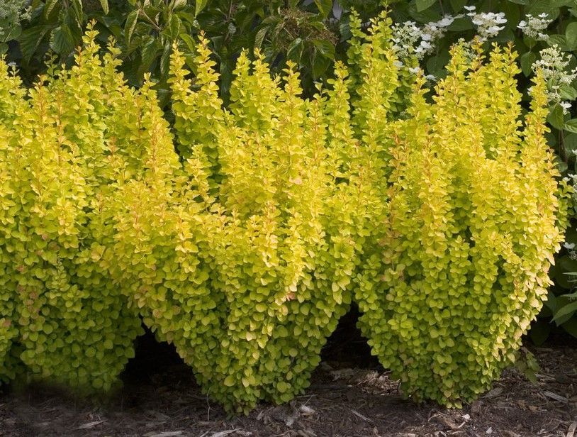 Yellow-green shrub with dense, drooping foliage in a garden bed