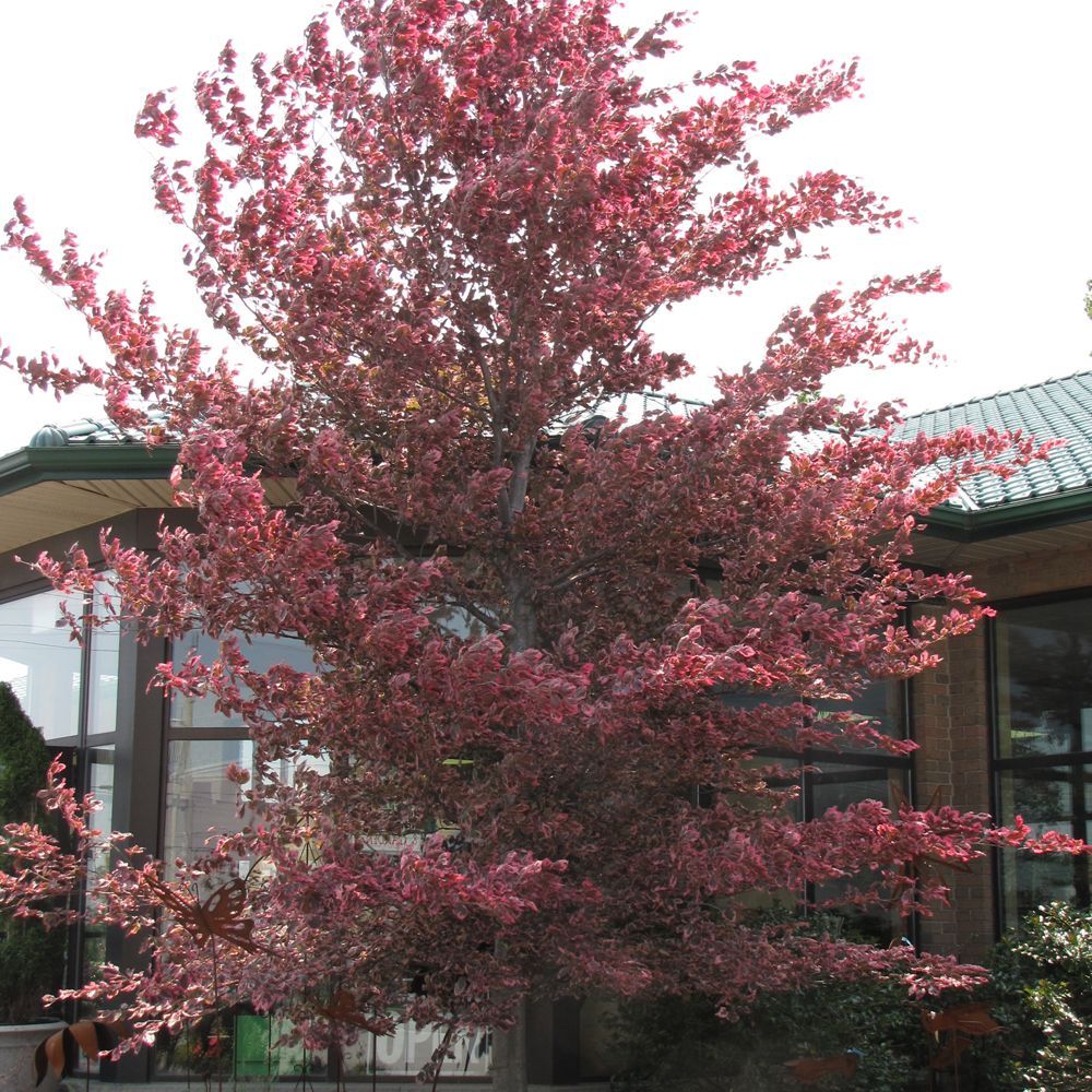 A red-leafed tree in front of a building with glass windows and a green roof