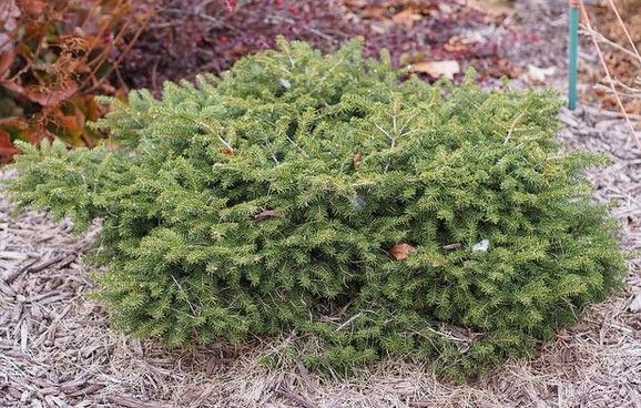 Low evergreen shrub with dense green foliage in a mulched garden bed