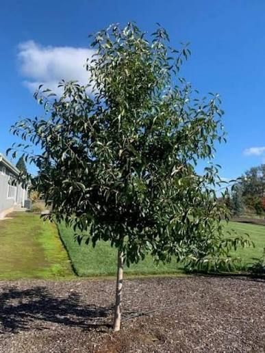 Young tree with dense green leaves in a landscaped yard under a blue sky with clouds