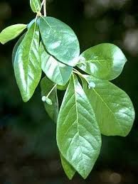 Close-up of glossy green leaves and a small white bud on a branch