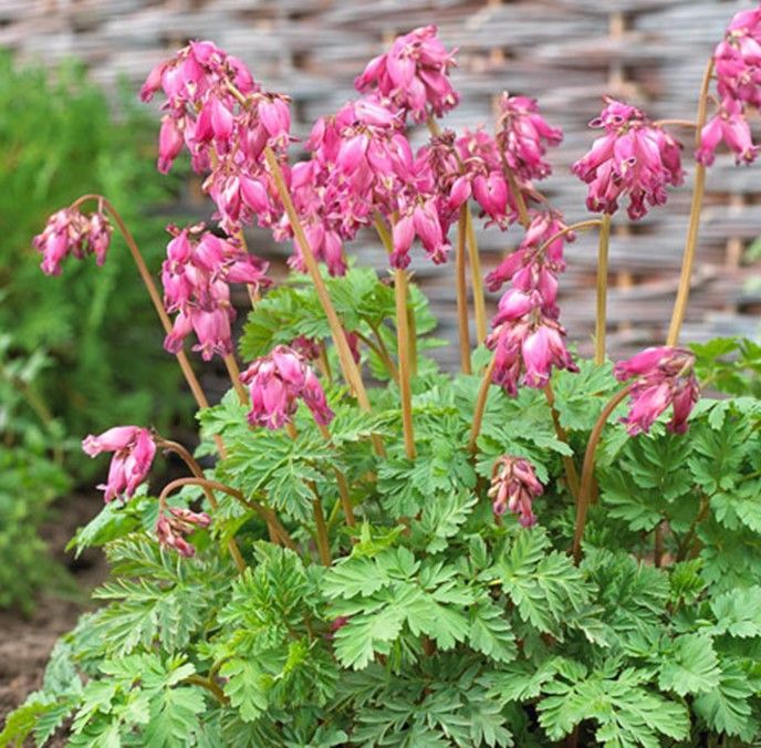 Pink bleeding heart flowers blooming in a garden bed with green foliage.