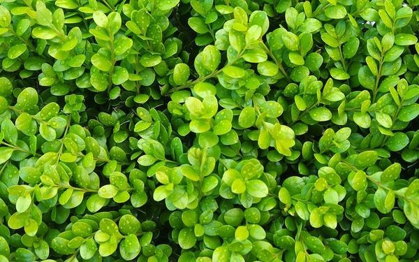 Close-up of dense green leafy ground cover with small glossy leaves.