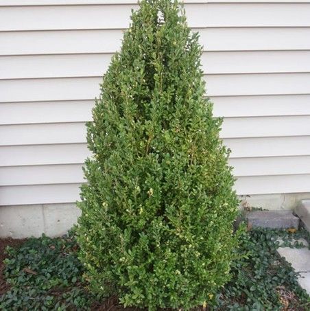 Dense green shrub against white house siding and foundation