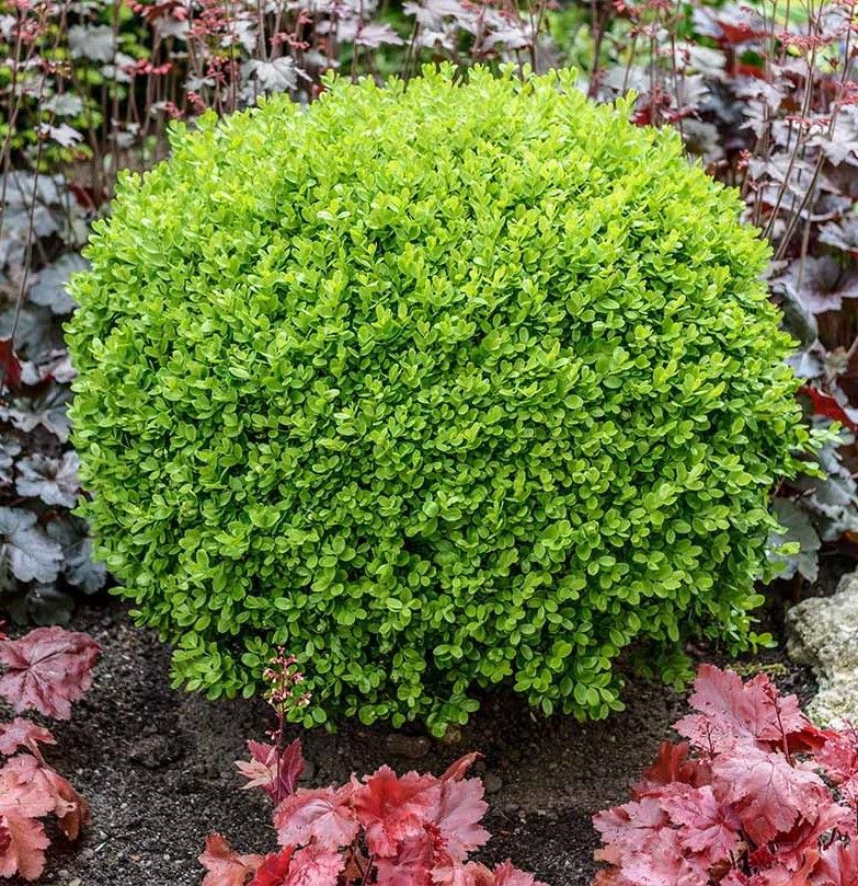 Bright green round shrub in a garden bed with red and purple foliage around it