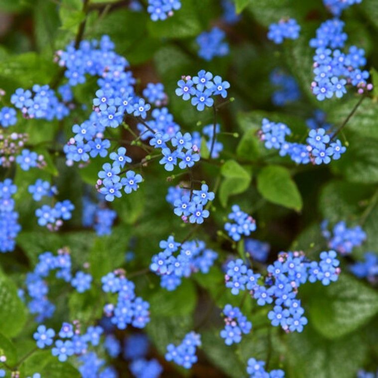Cluster of tiny blue flowers with green leaves in a garden