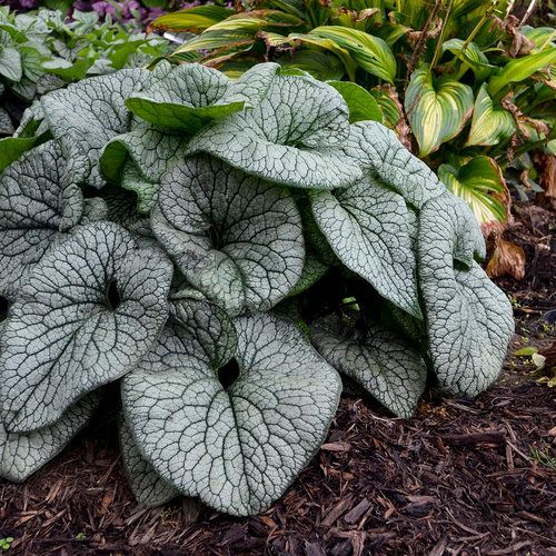 Large silver-green, heart-shaped leaves with dark veins growing in a garden bed