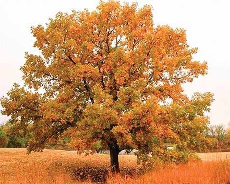 Single tree with orange autumn leaves in a grassy field