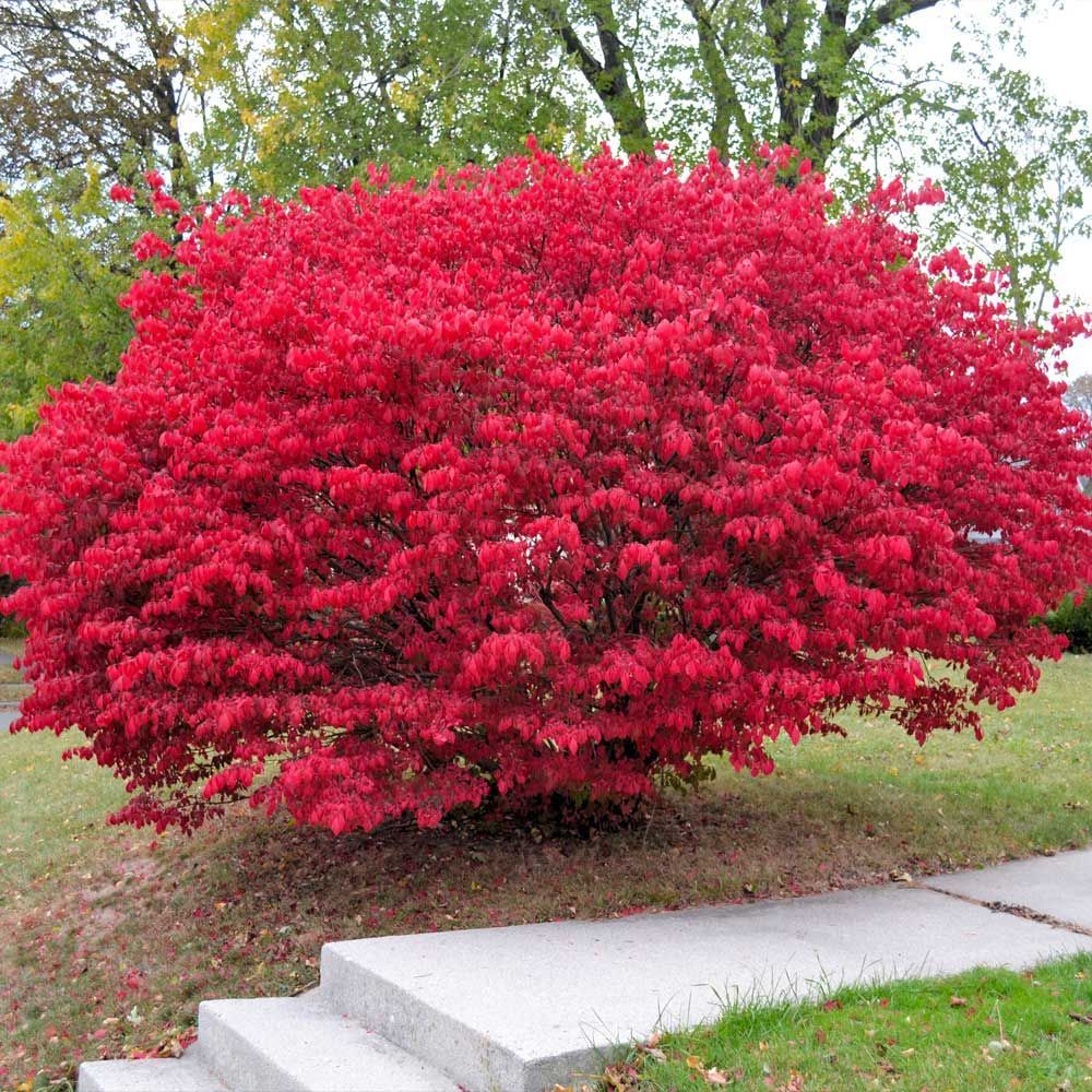 Bright red burning bush shrub beside a concrete sidewalk in a grassy yard