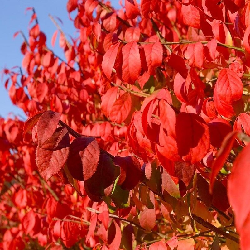 Bright red autumn leaves on tree branches against a blue sky
