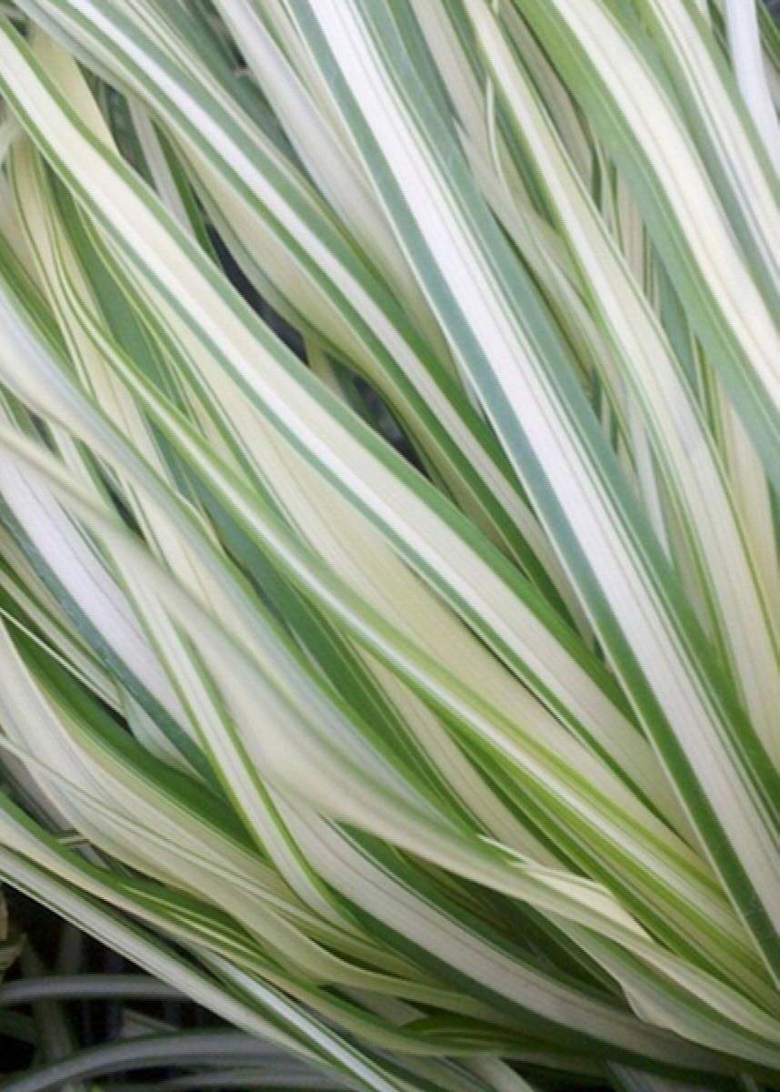 Close-up of green and white variegated plant leaves filling the frame