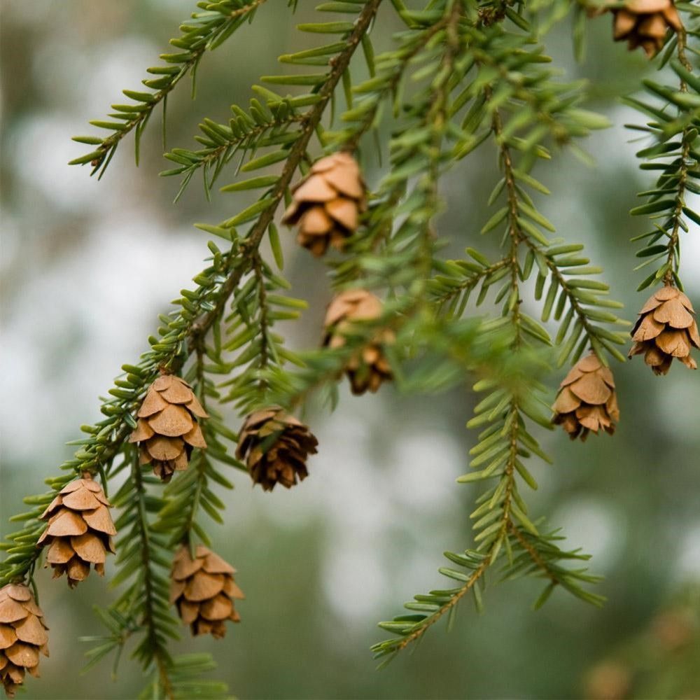 Close-up of evergreen branches with small brown pine cones against a blurred background
