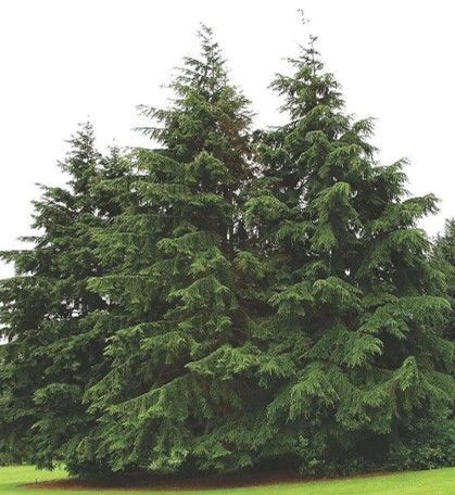 Three tall evergreen trees on a grassy lawn against a white background