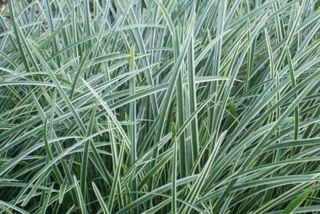 Dense green and white variegated grass blades filling the frame