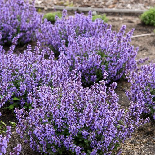 Purple flowering shrubs in a garden bed with mulch and a gravel path in the background