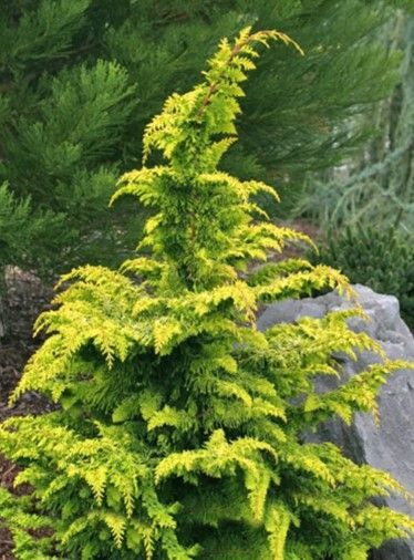 Bright yellow-green shrub in a garden, with darker green foliage and a gray rock behind it