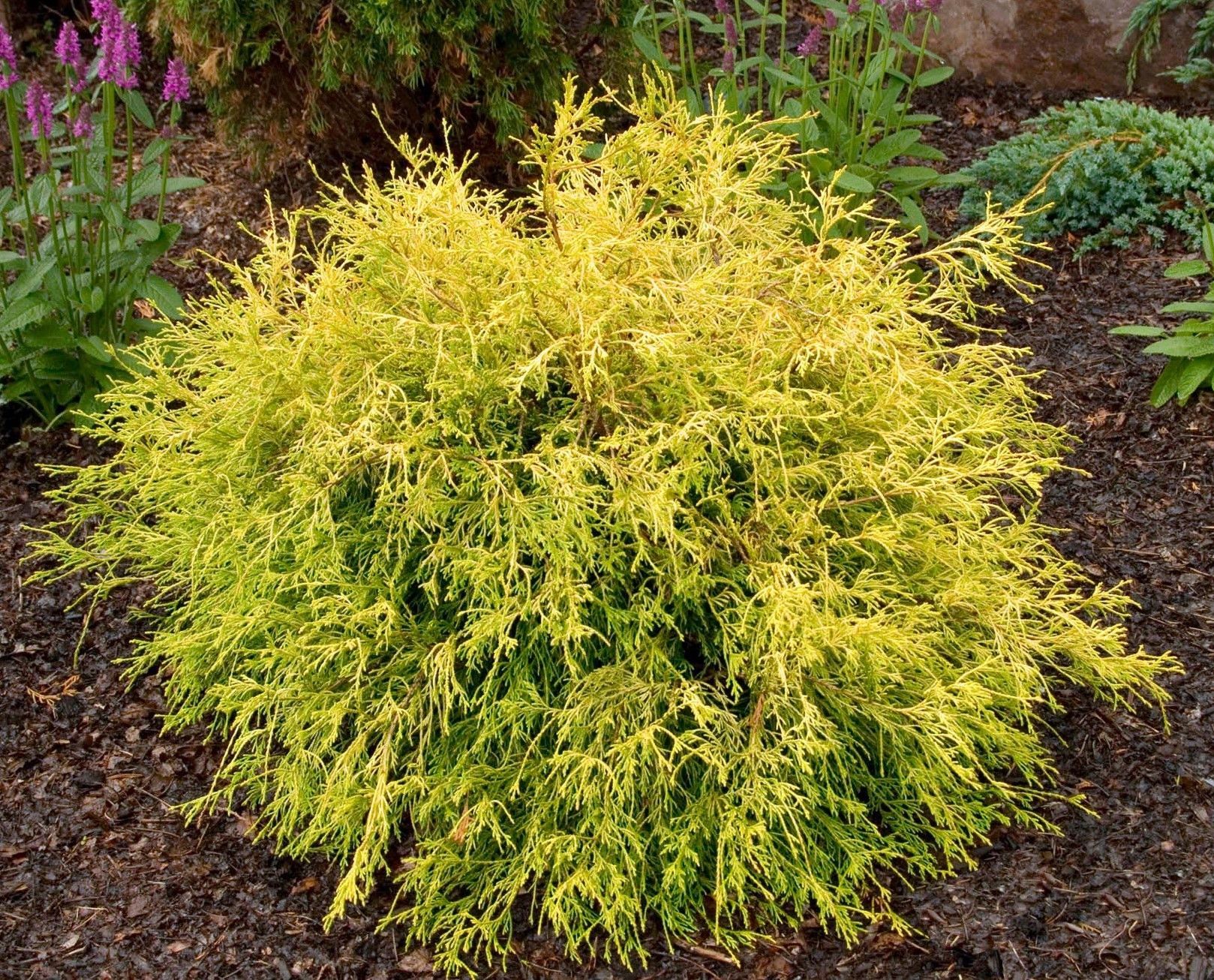 Round golden-green shrub in a garden bed with dark mulch and surrounding plants